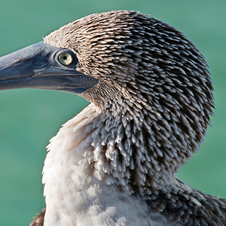 Galapagos - Santa Cruz - Bahia Tortuga - Blue-footed booby